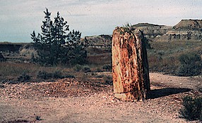 Petrified stump near Jones Creek in Theodore Roosevelt National Park. (photo by J. Bluemle)