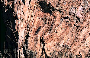 Part of a petrified stump near Medora, North Dakota. (photo by J. Bluemle)