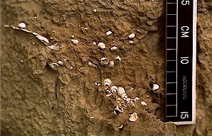 Figure 10. Freshwater snails in the "yellow siltstone", Sentinel Butte Formation, North Unit.