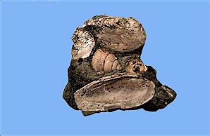 Figure 11. Freshwater clams (mussels) and snail (Campeloma), Sentinel Butte Formation, South Unit. Width of largest clam = 2½ inches.