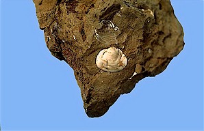 Figure 12. Pill clam (Sphaerium), Sentinel Butte Formation, North Unit. Width = ¼ inch.