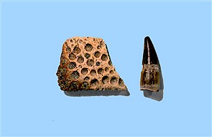 Figure 15. Crocodile scute (left) and tooth (right), Sentinel Butte Formation, North Unit. Height of tooth = ¾ inch.