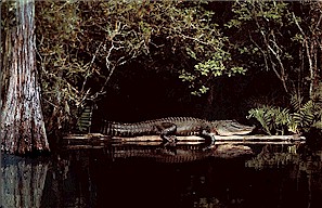 Figure 16. Photo of a living crocodile in a swampy habitat.