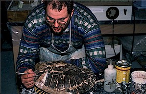 Figure 17. Johnathan Campbell restoring Protochelydra carapace collected from the Sentinel Butte Formation, North Unit. Long dimension of carapace = 16 inches.