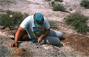 Figure 19. Johnathan Campbell collecting a Plastomenus carapace from the Sentinel Butte Formation, North Unit.