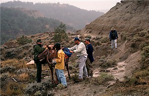 Figure 22a. National Park Service mule, "Bo", used to carry supplies and equipment into the remote excavation site.