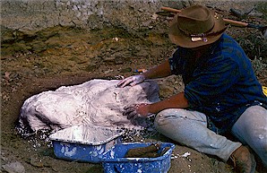 Figure 22b. Champsosaur skeleton being encased in a large plaster field jacket at the excavation site.