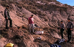 Figure 22c. Field jacket containing champsosaur skeleton at the excavation site.