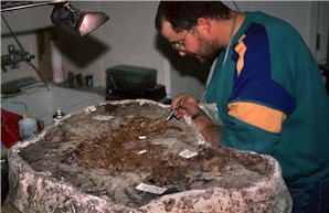 Figure 22e. Champsosaur skeleton still in the plaster field jacket being worked on by Johnathan Campbell in the Survey's paleontology laboratory at the Heritage Center.