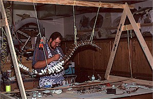 Figure 22f. Backbone of the champsosaur being reconstructed by Johnathan Campbell in the Survey's paleontology laboratory.