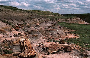 Figure 5. Fossil tree stumps in growth position in the lower part of the Sentinel Butte Formation, Petrified Forest Plateau, South Unit. Large stump in foreground is 3 feet tall.