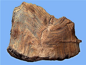 Figure 6. Unusually well preserved piece of petrified wood from the Sentinel Butte Formation. Width = 4½".