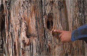 Figure 7. Petrified log in the Sentinel Butte Formation, South Unit, showing damage probably caused by birds.