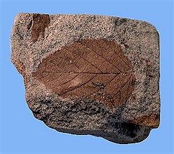 Figure 8. Leaf fossil in fine-grained sandstone, Sentinel Butte Formation, South Unit. Width = 2 inches.