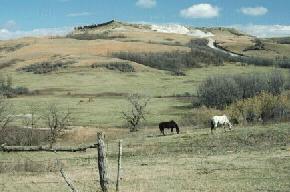 Several white piles of crushed carbonate rock stand along the southern end of North Killdeer Mountain, Dunn County.  
								The carbonate and siltstone was obtained from the adjacent caprock.(Photo by E. Murphy, NDGS).