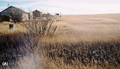 Farmstead on the Montana state line