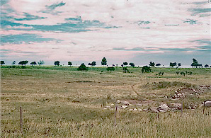 Trees growing on an esker near Lankin.