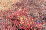 Two photos of the reddish halophyte (salt-tolerant) plant, Salicornia rubra, west of Grand Forks. (Photos by John Bluemle).
