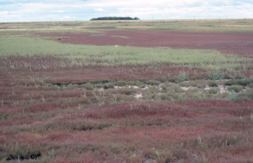 Two photos of the reddish halophyte (salt-tolerant) plant, Salicornia rubra, west of Grand Forks. (Photos by John Bluemle).