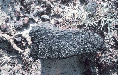 Siderite nodule with characterisitic "alligator skin" surface.