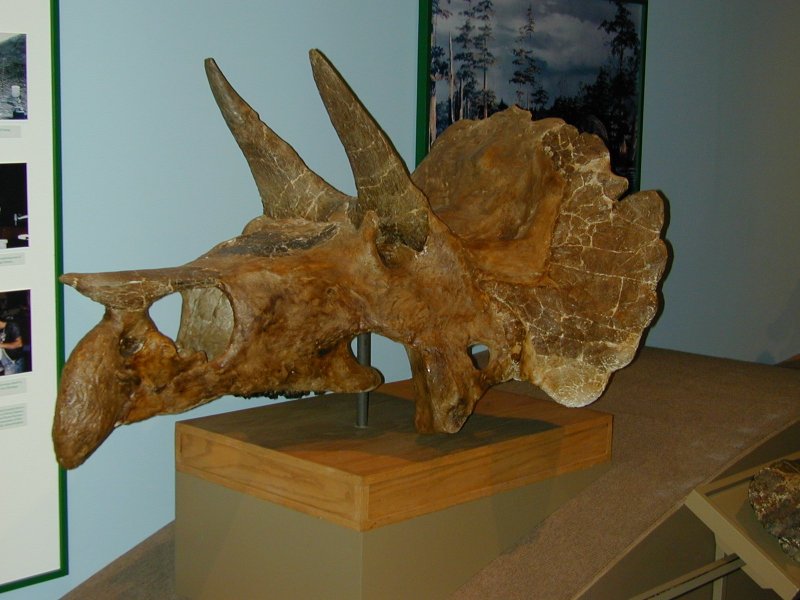 Triceratops Fossil